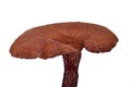 Ganoderma lucidum